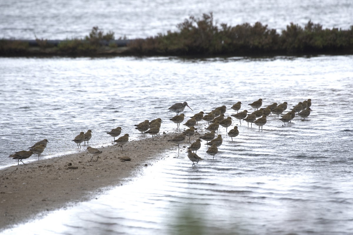 European Golden-Plover - ML611903859