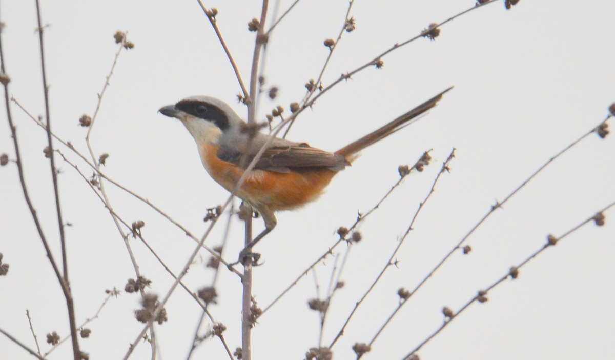 Tibet Örümcekkuşu - ML611903912