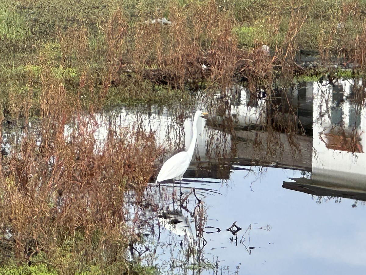 Great Egret - ML611903925