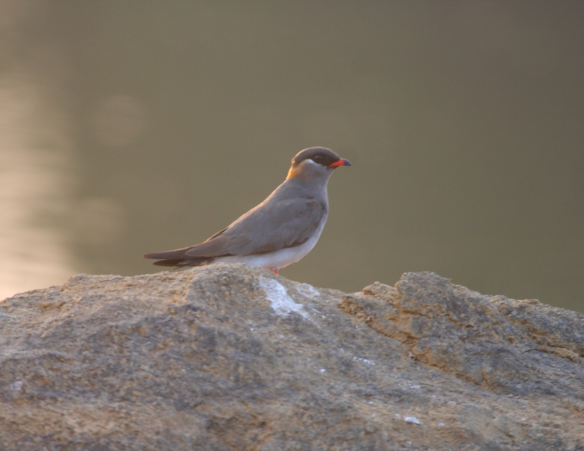 Rock Pratincole - ML611903927