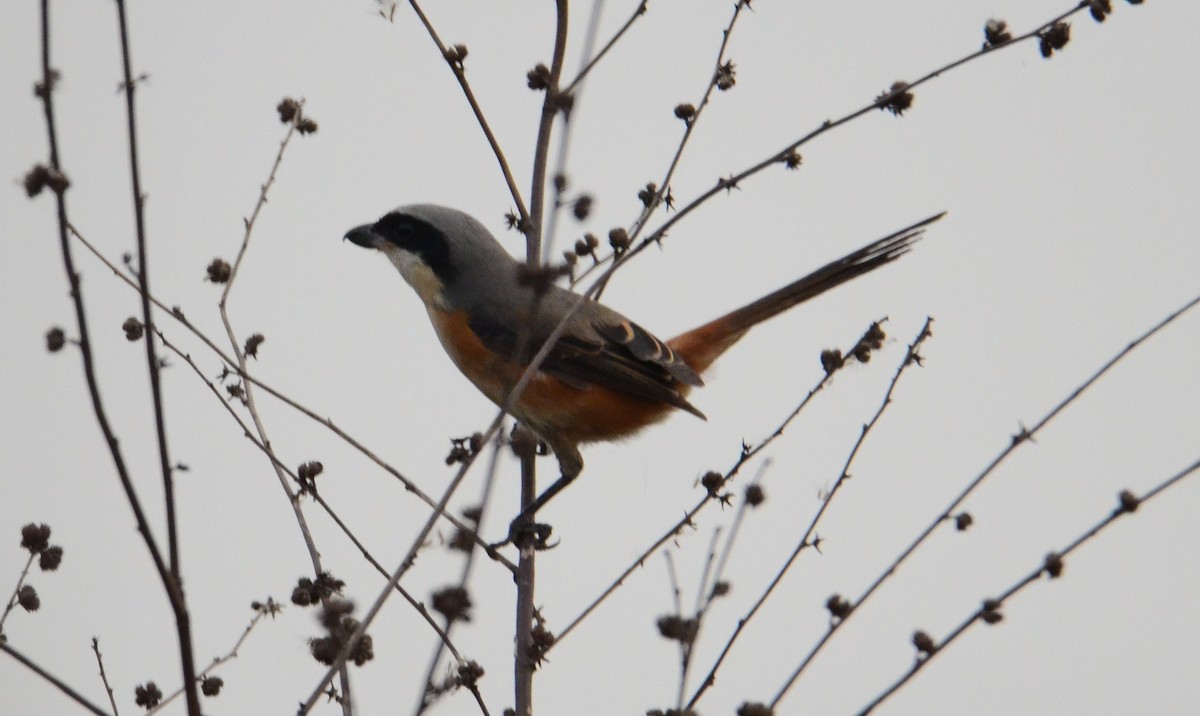 Tibet Örümcekkuşu - ML611903938