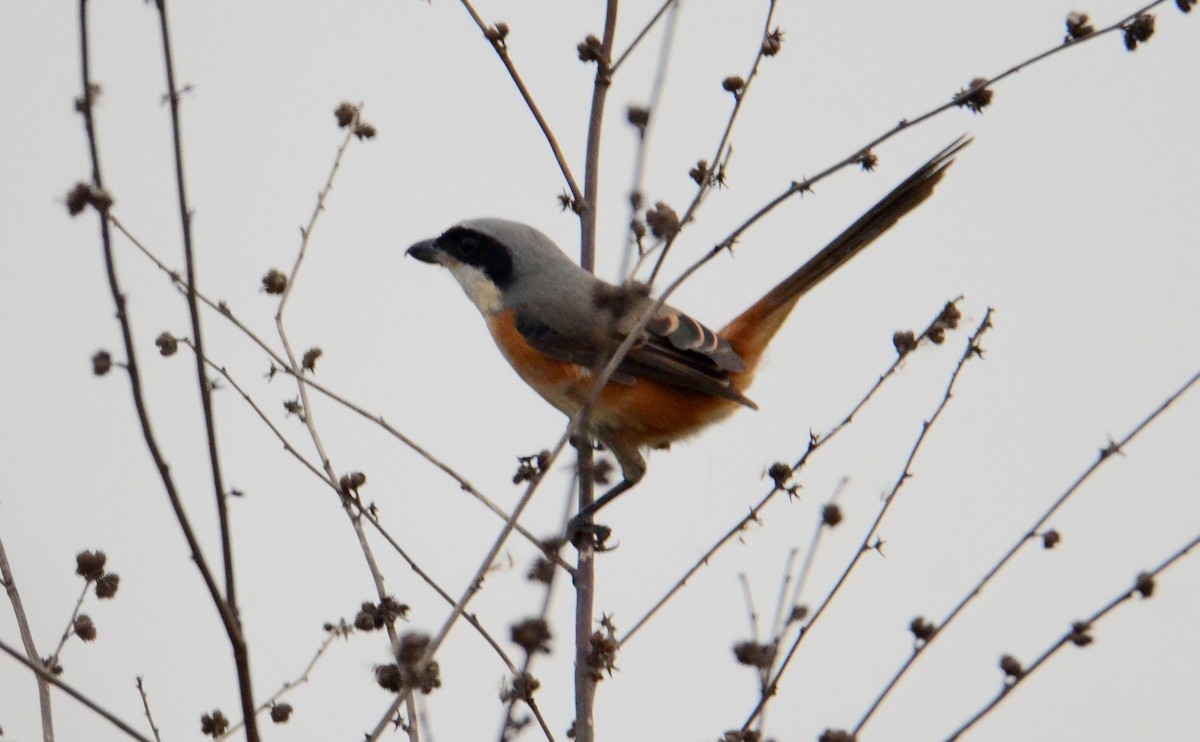 Tibet Örümcekkuşu - ML611903948