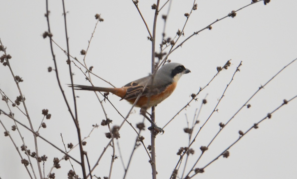 Tibet Örümcekkuşu - ML611903955