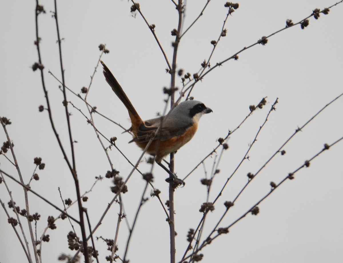 Tibet Örümcekkuşu - ML611903965