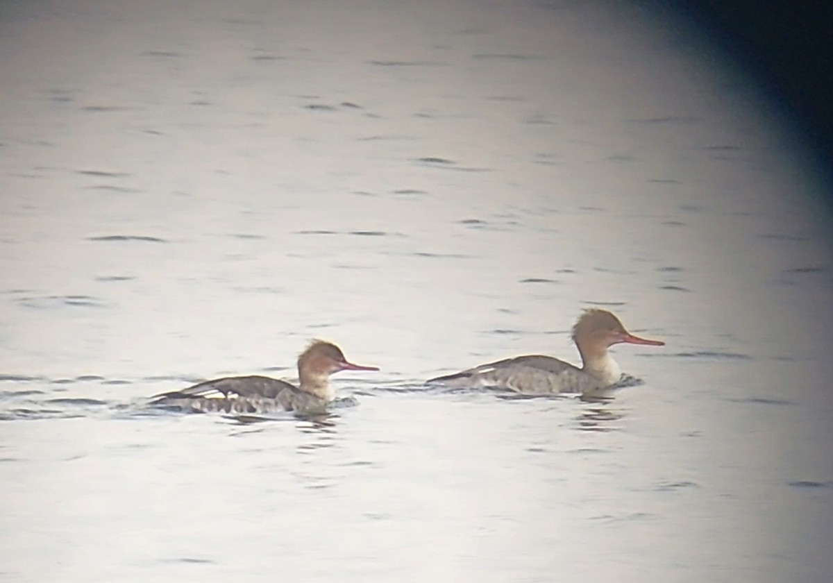 Red-breasted Merganser - ML611903996