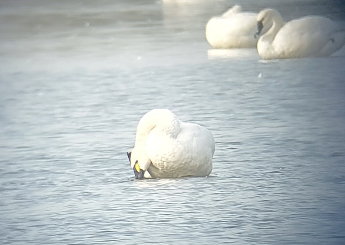 Tundra Swan - ML611904034