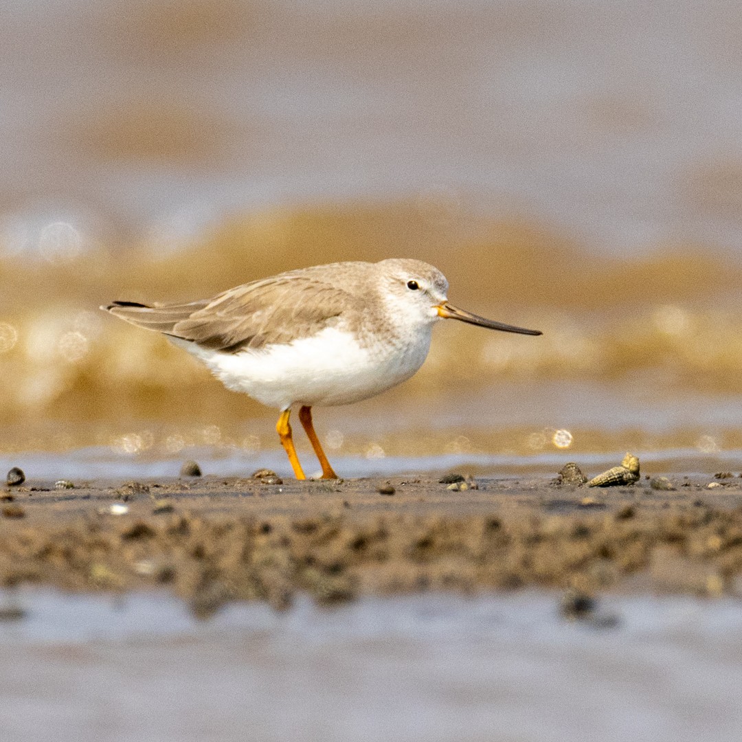 Terek Sandpiper - Poorna Parvathala