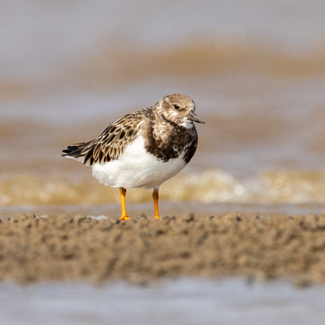 Ruddy Turnstone - Poorna Parvathala