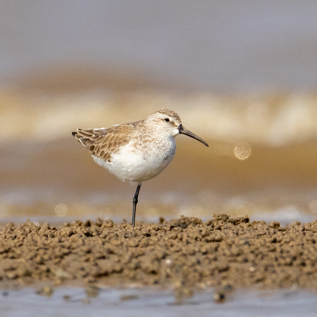 Curlew Sandpiper - Poorna Parvathala