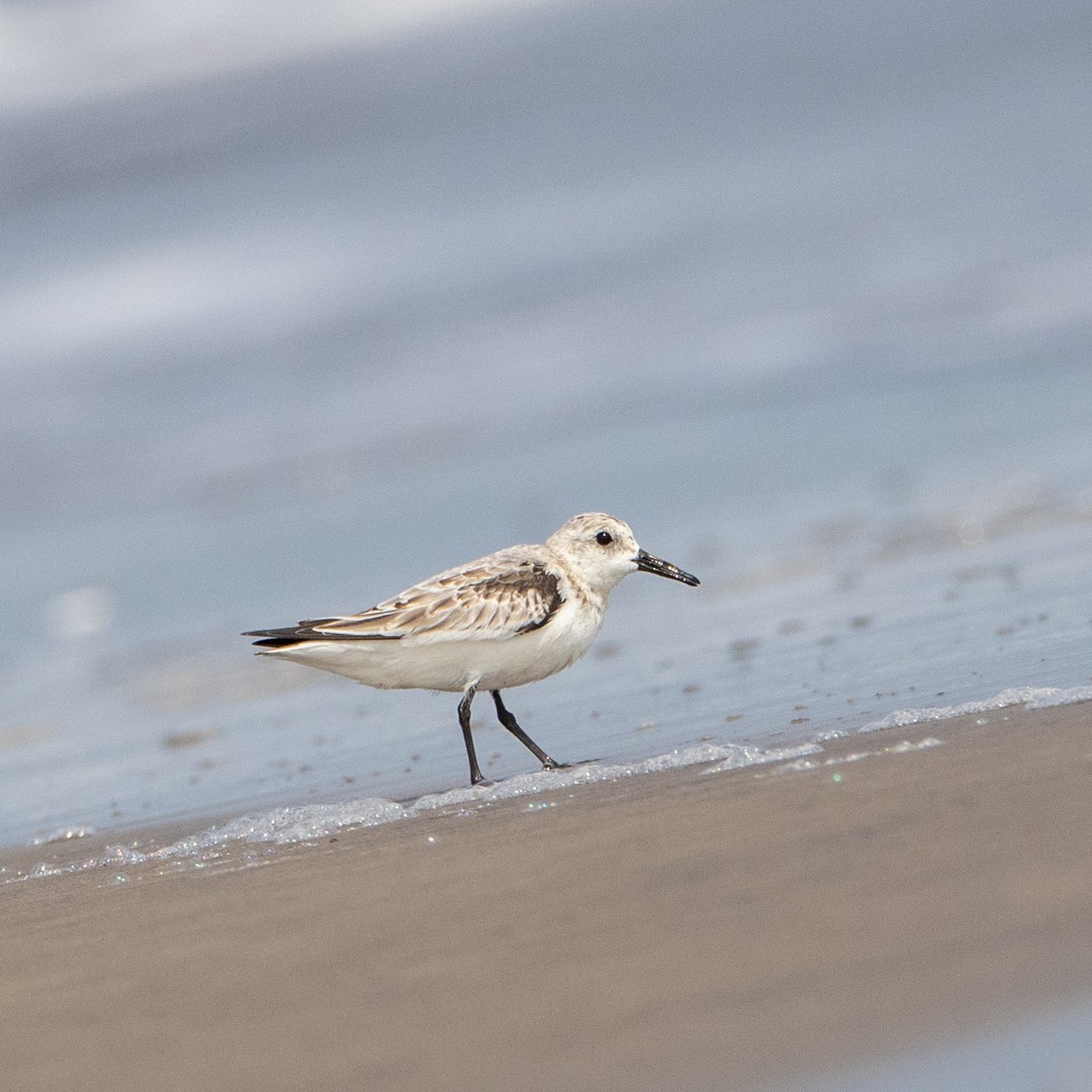 Sanderling - ML611904093