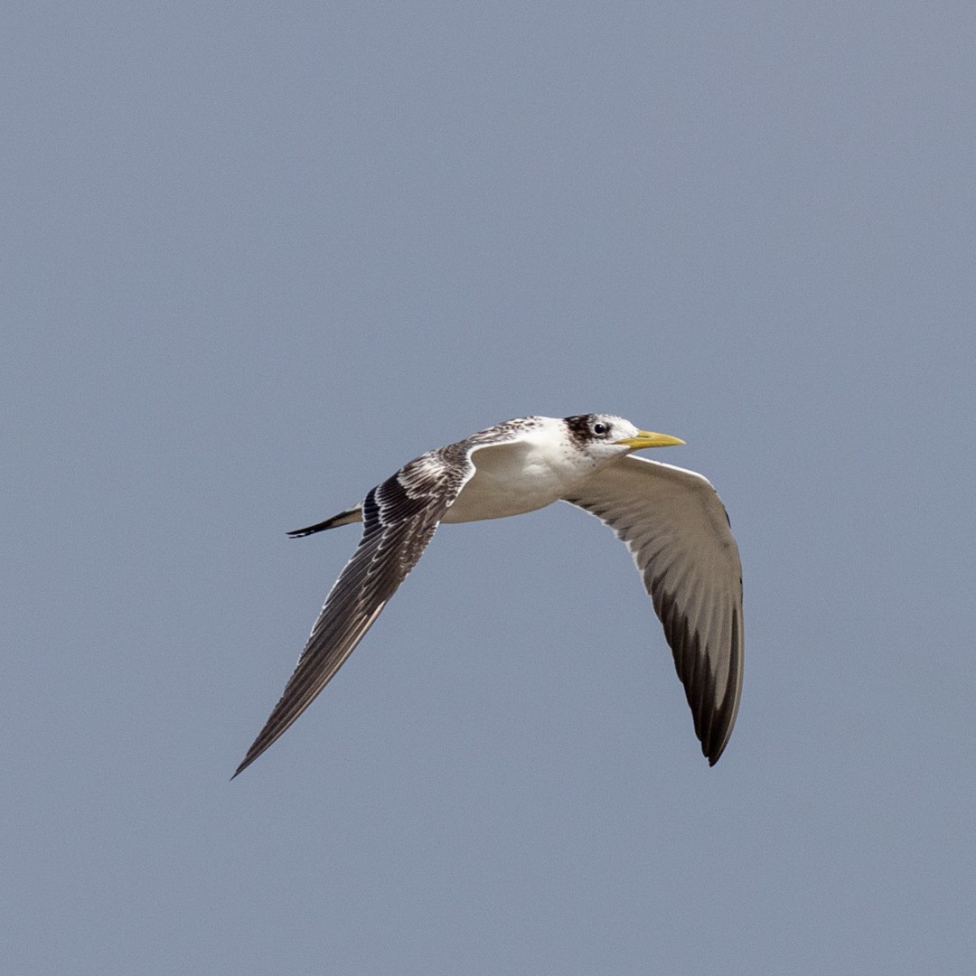 Great Crested Tern - Poorna Parvathala