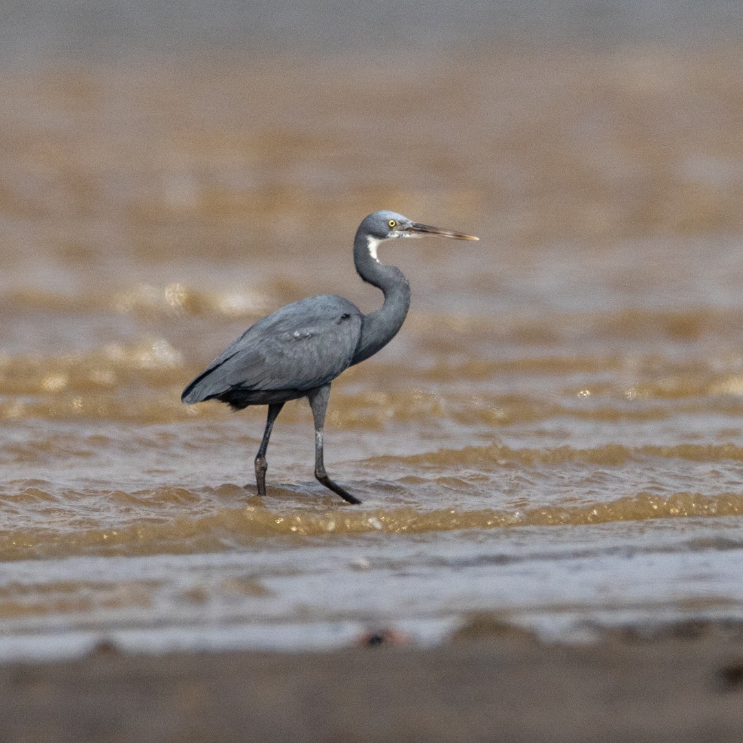 Western Reef-Heron - Poorna Parvathala