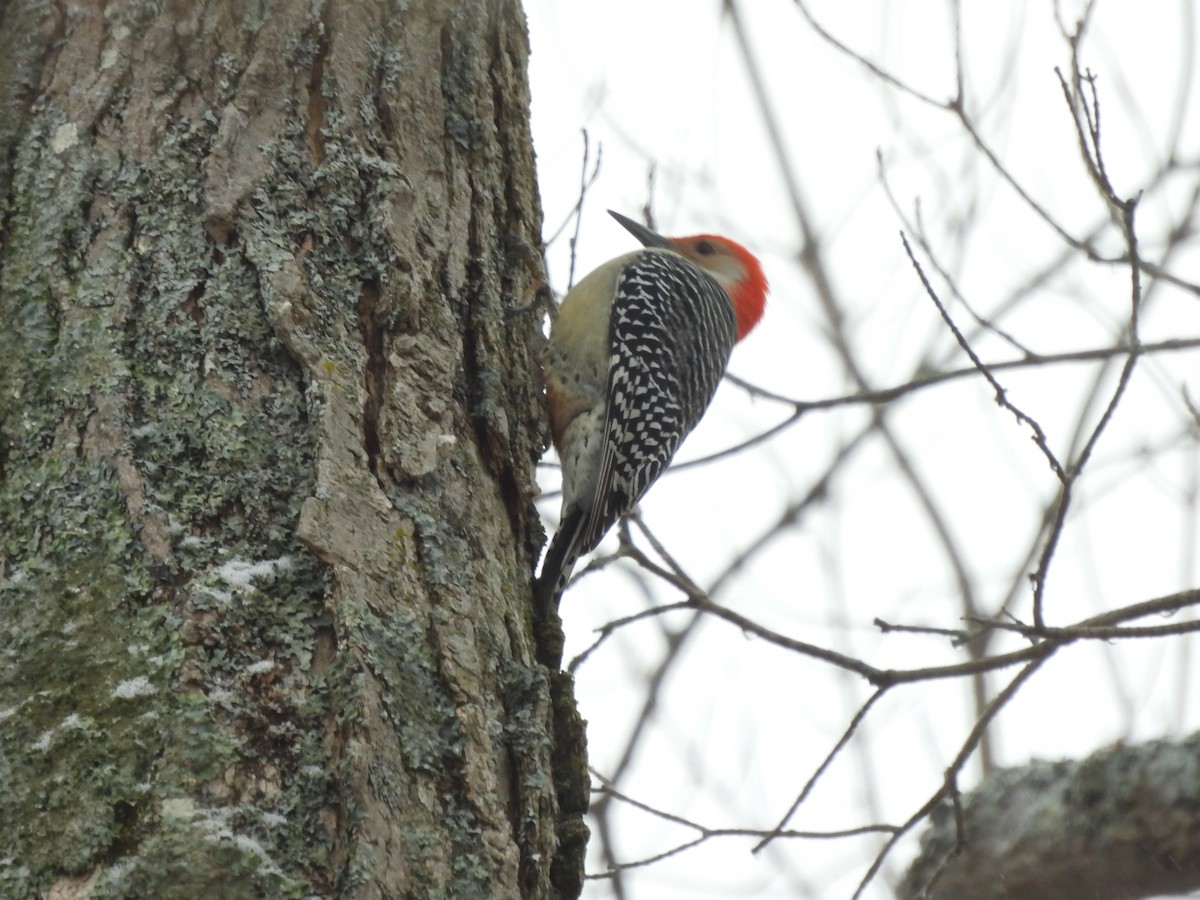 Red-bellied Woodpecker - ML611904116