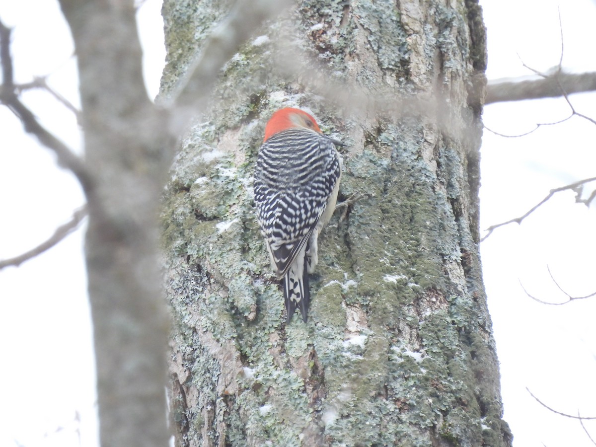 Red-bellied Woodpecker - ML611904118