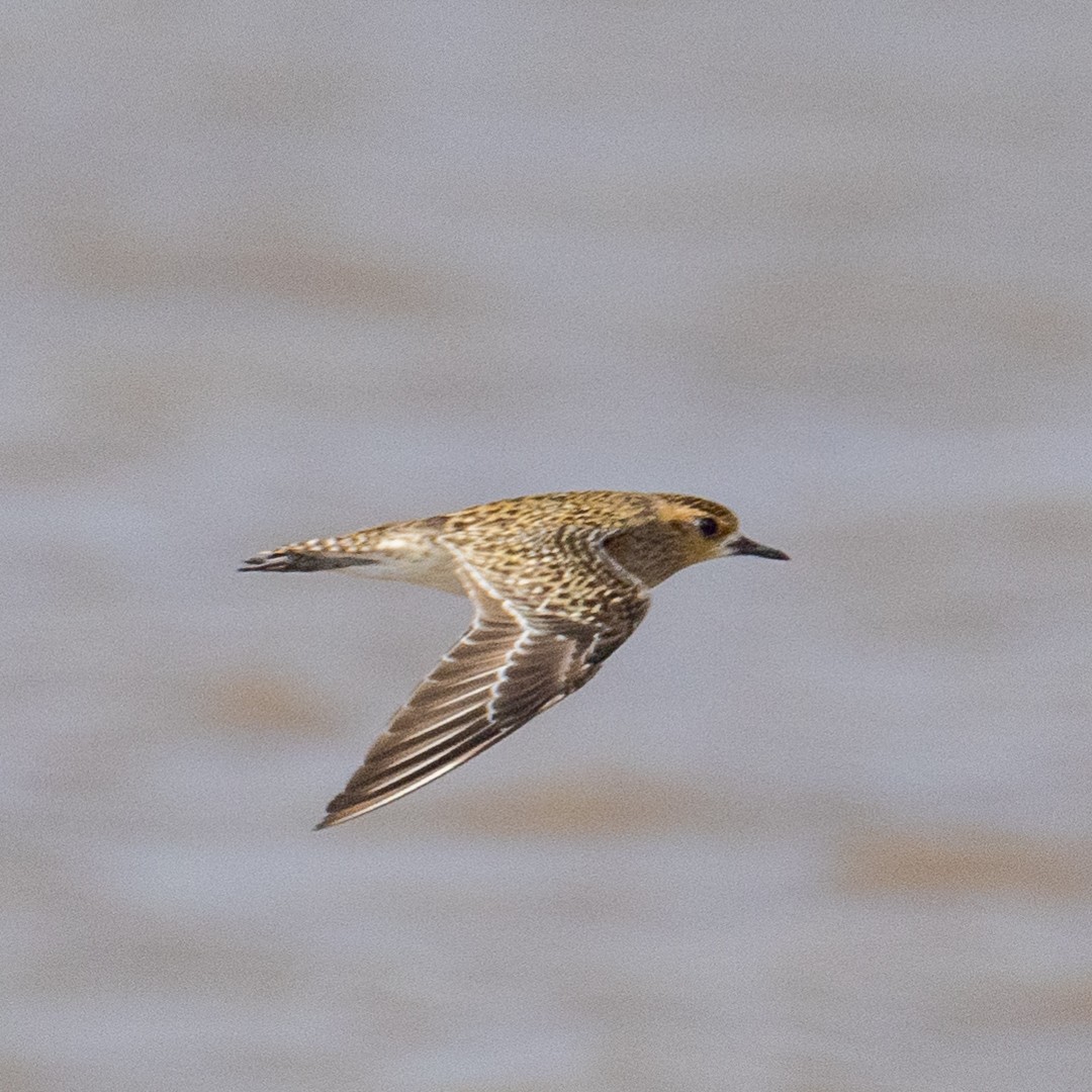 Pacific Golden-Plover - Poorna Parvathala