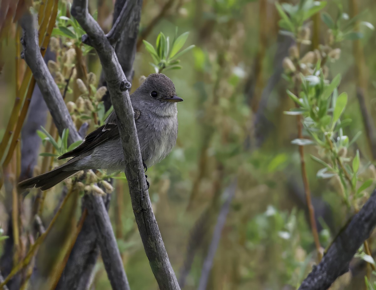 Western Wood-Pewee - ML611904135