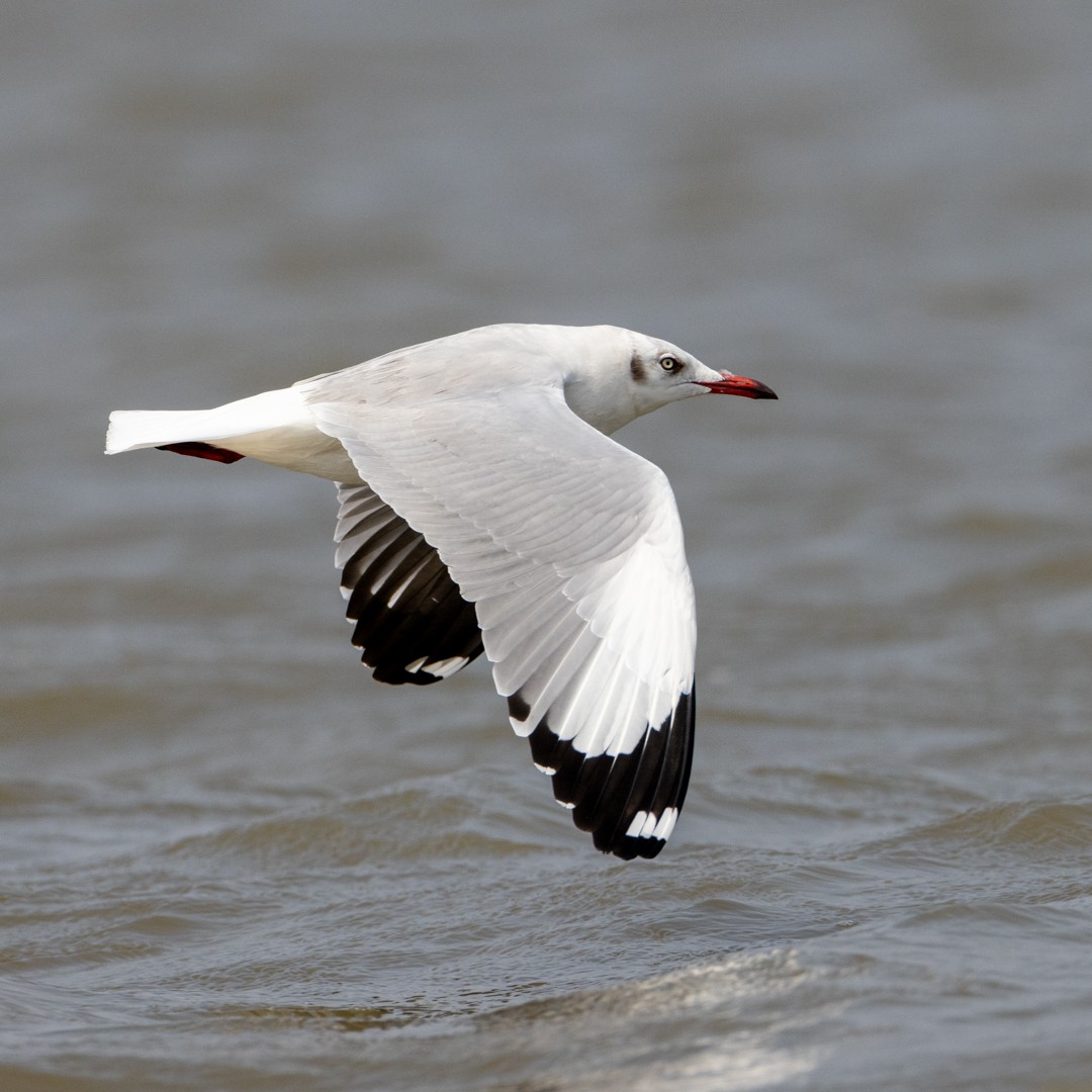 Brown-headed Gull - Poorna Parvathala