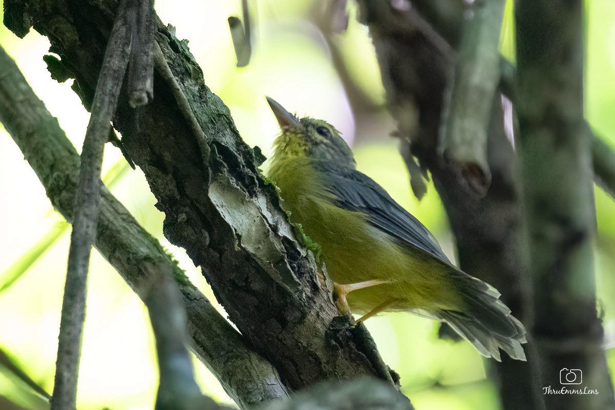 Golden-crowned Warbler - ML611904494