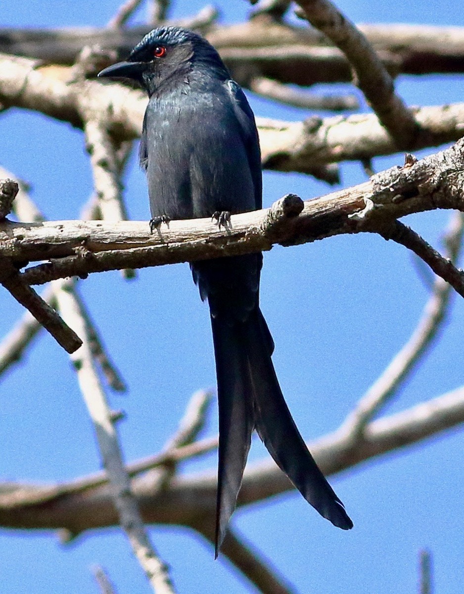 Kül Rengi Drongo - ML611904536