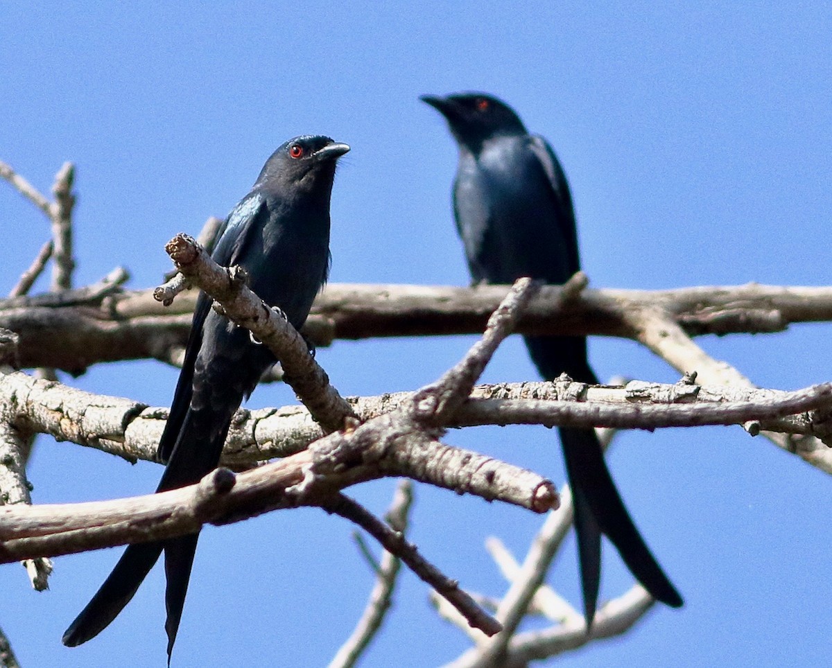 drongo kouřový - ML611904537