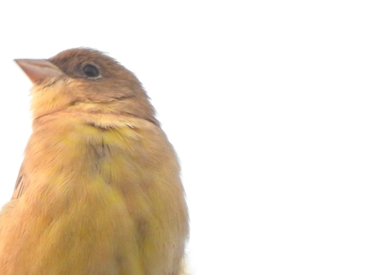 Red-headed Bunting - ML611904565