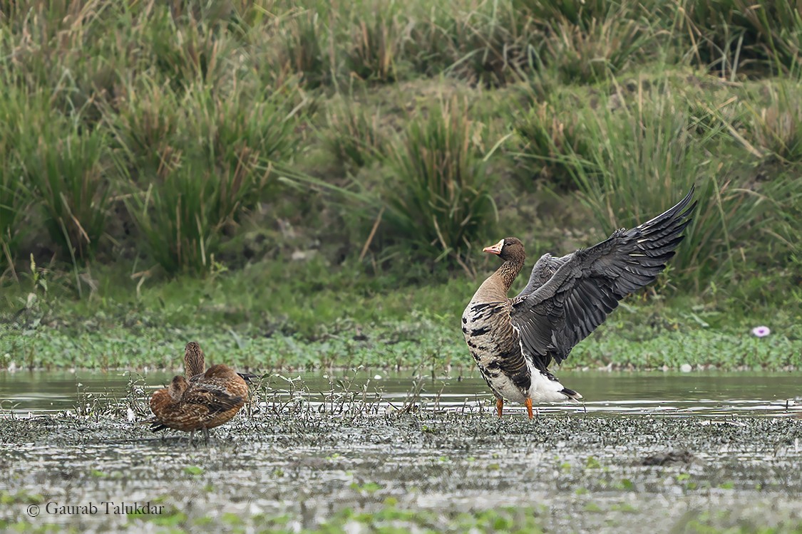 Greater White-fronted Goose - Gaurab Talukdar