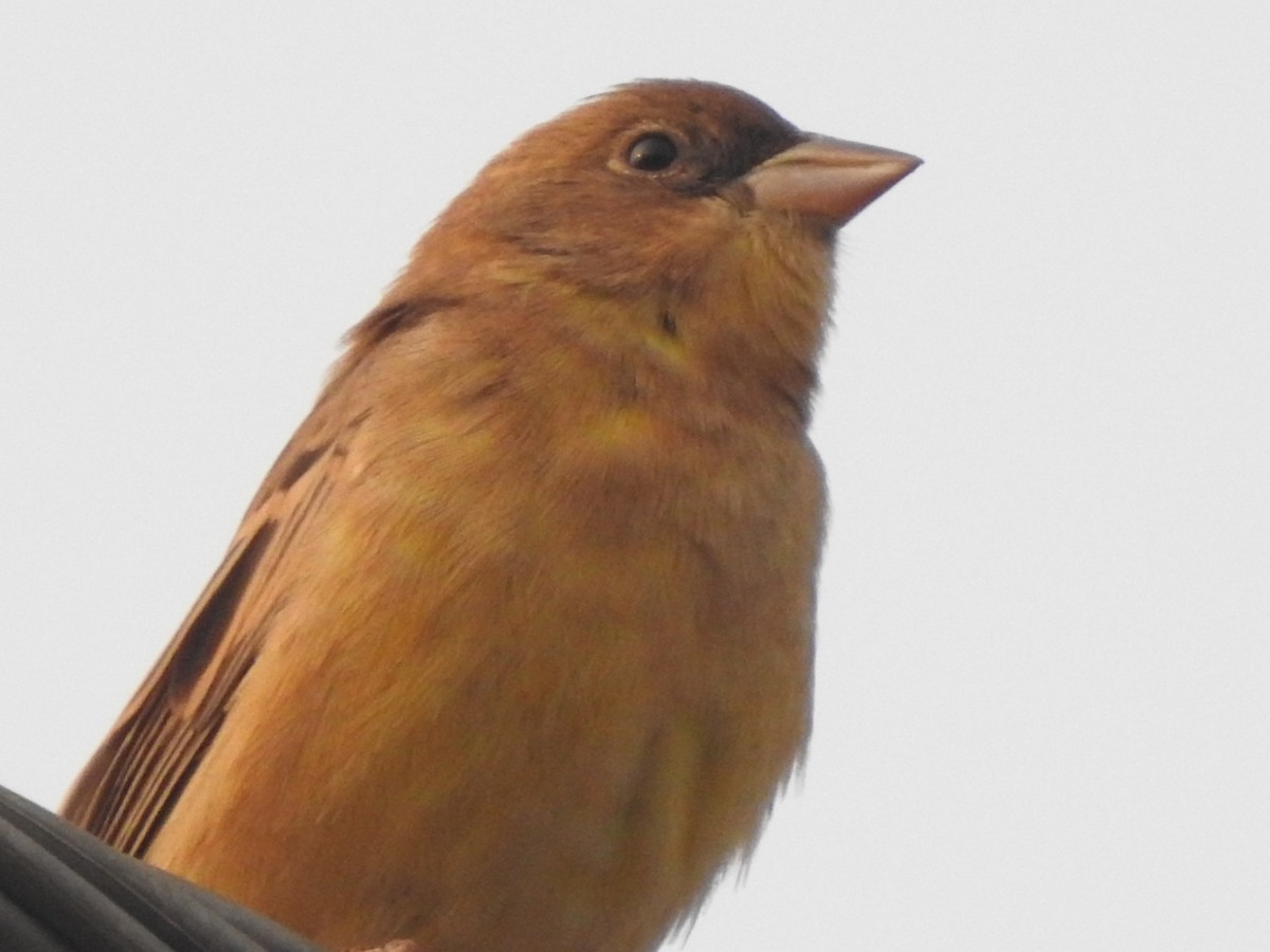 Red-headed Bunting - ML611904575