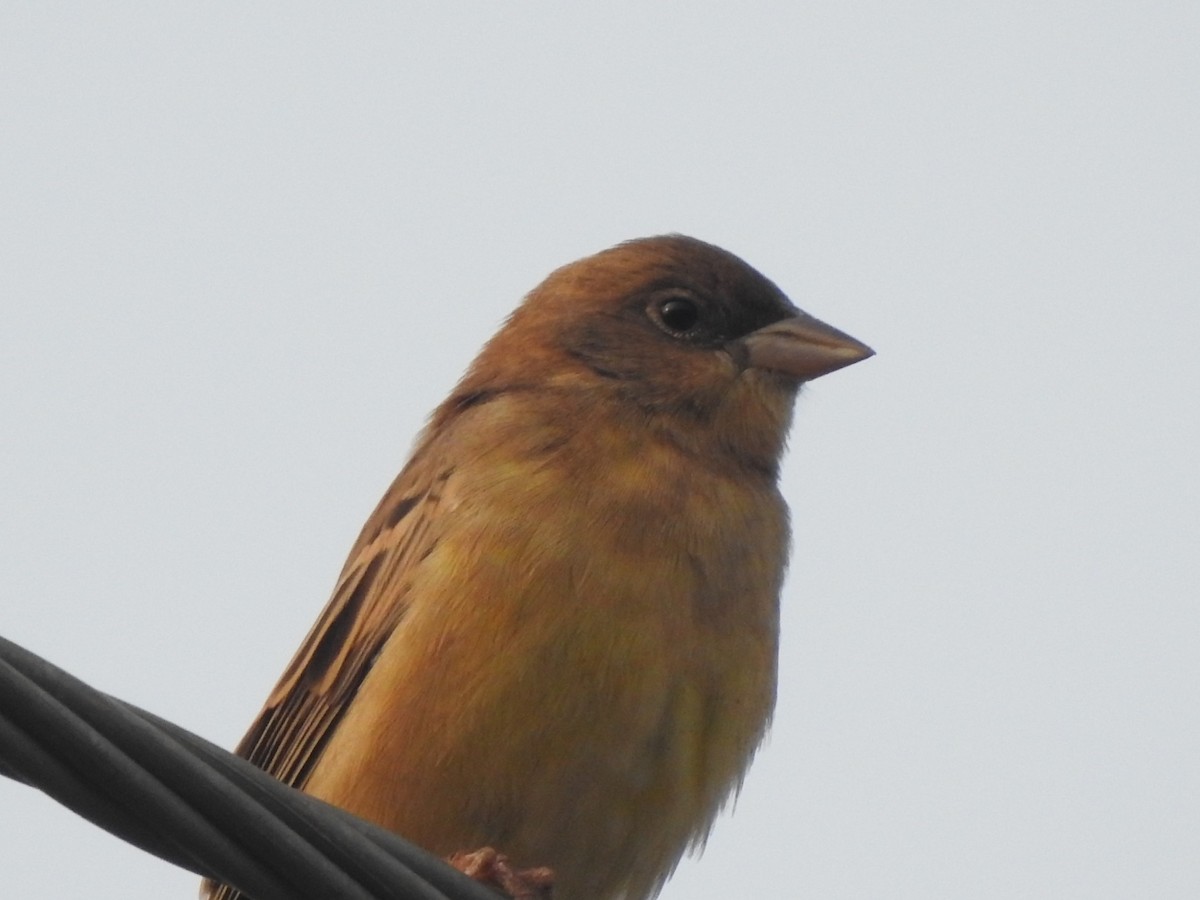 Red-headed Bunting - ML611904590