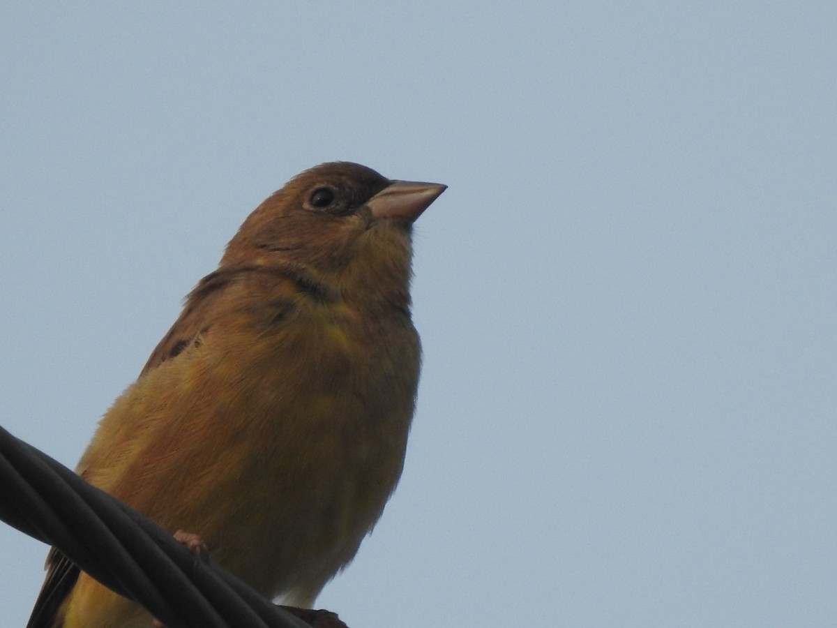 Red-headed Bunting - ML611904595