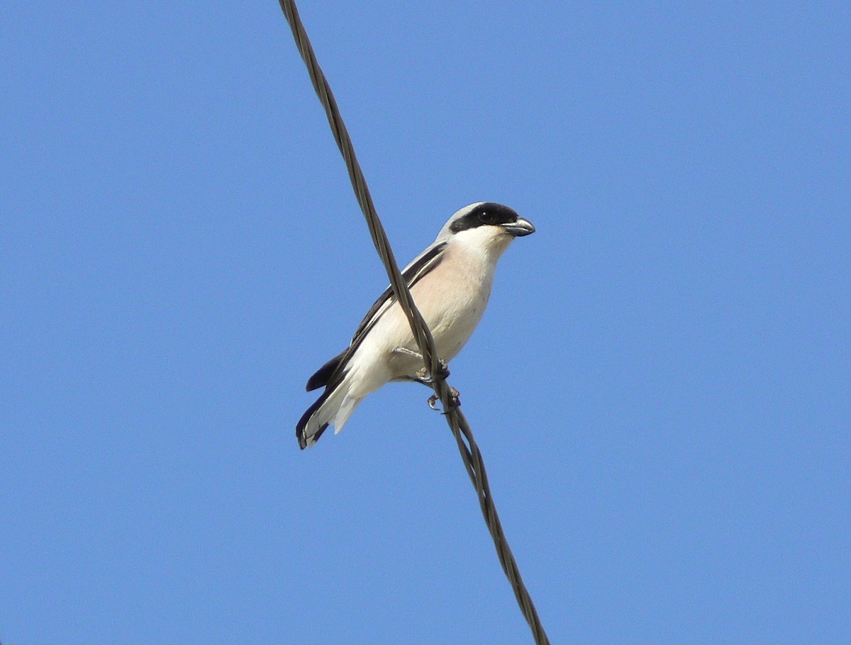 Lesser Gray Shrike - Jeremy Lindsell