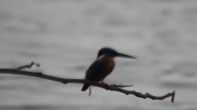 Martin-pêcheur d'Europe - ML611904629