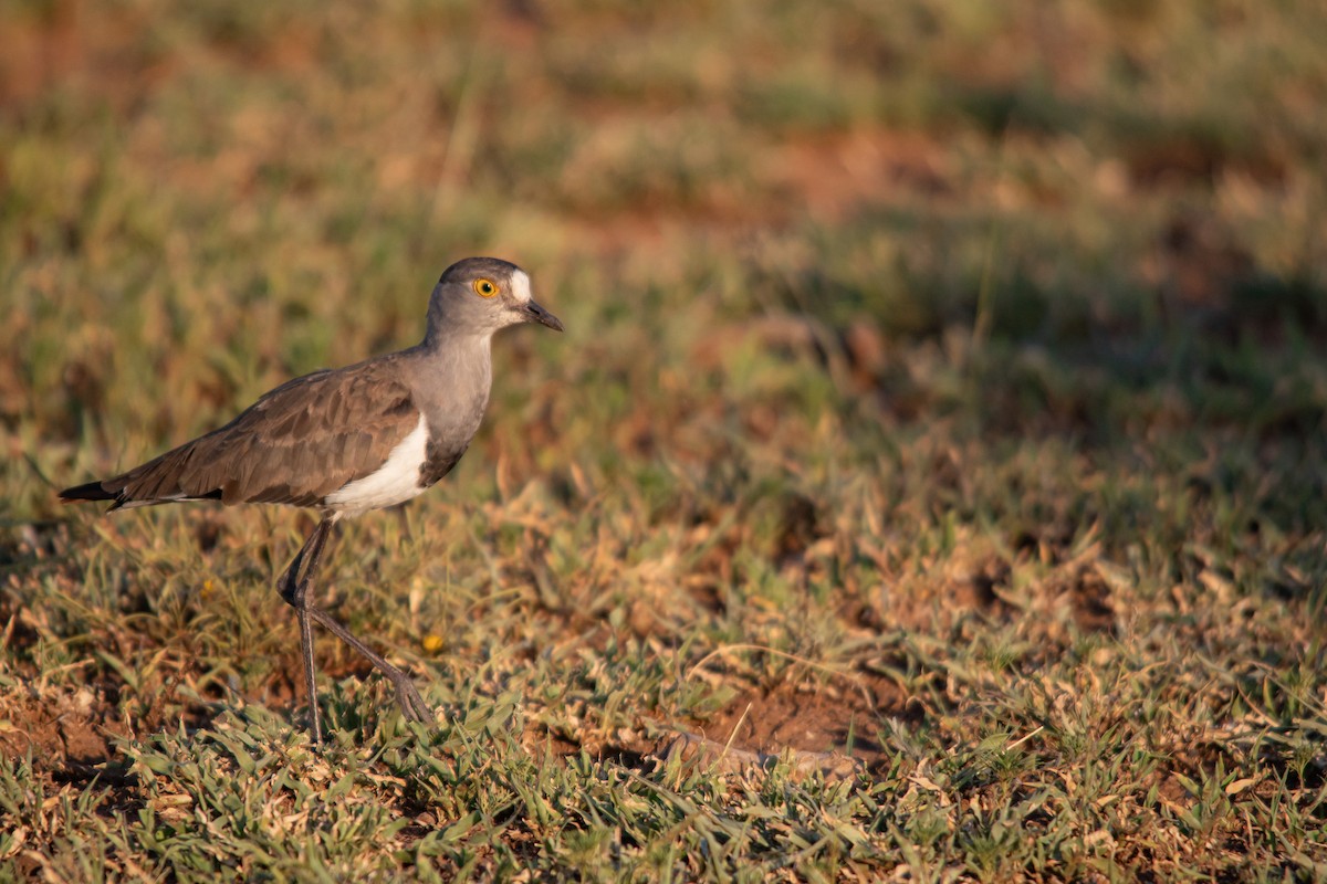 Senegal Lapwing - ML611904637