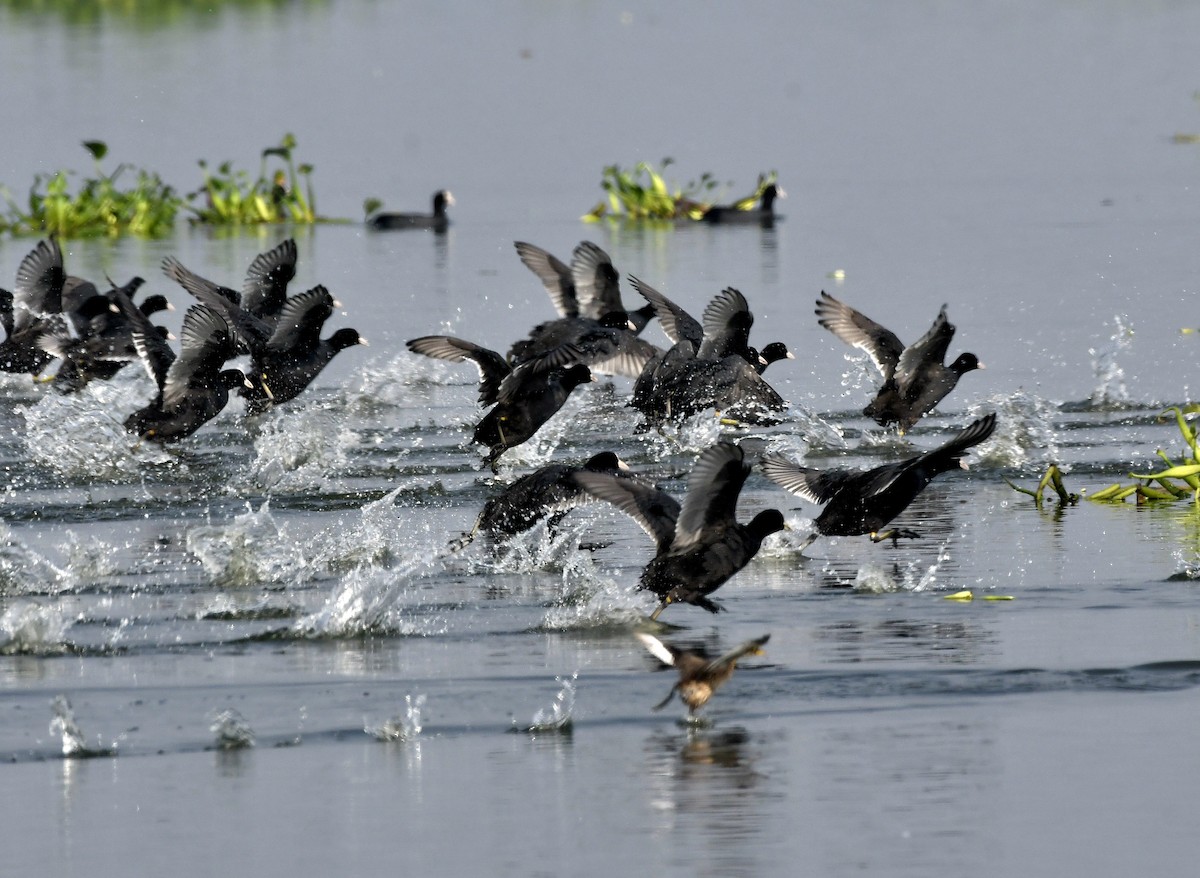 Eurasian Coot - ML611904655