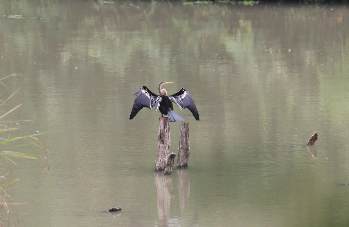 Oriental Darter - ML611904665