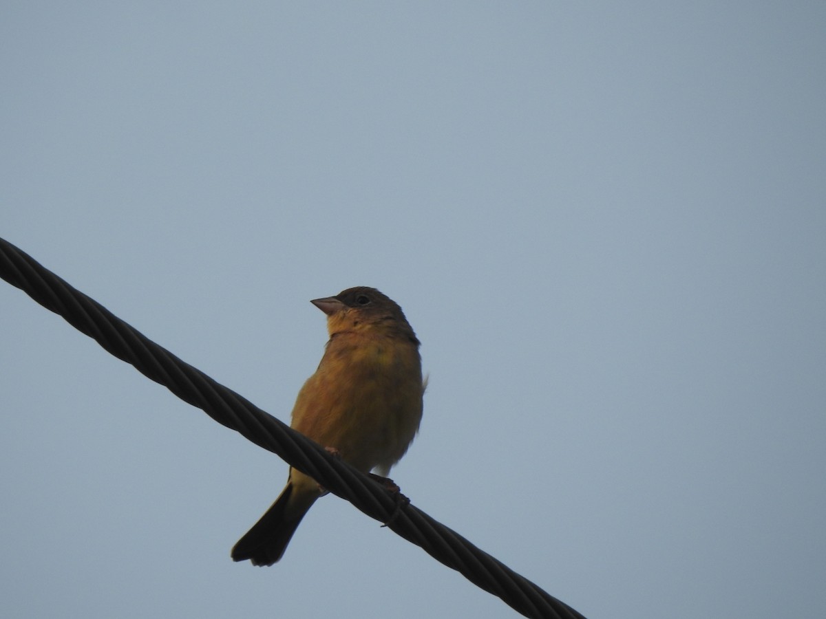 Red-headed Bunting - ML611904695