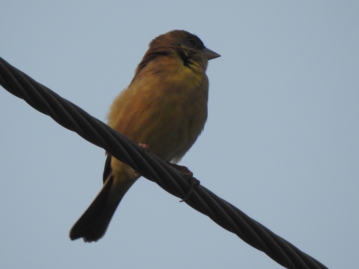 Red-headed Bunting - ML611904738