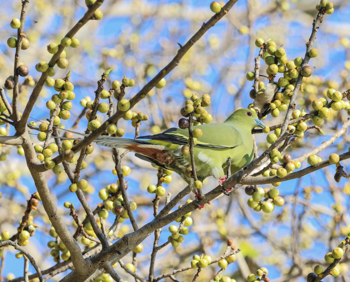 Pin-tailed Green-Pigeon - ML611904741