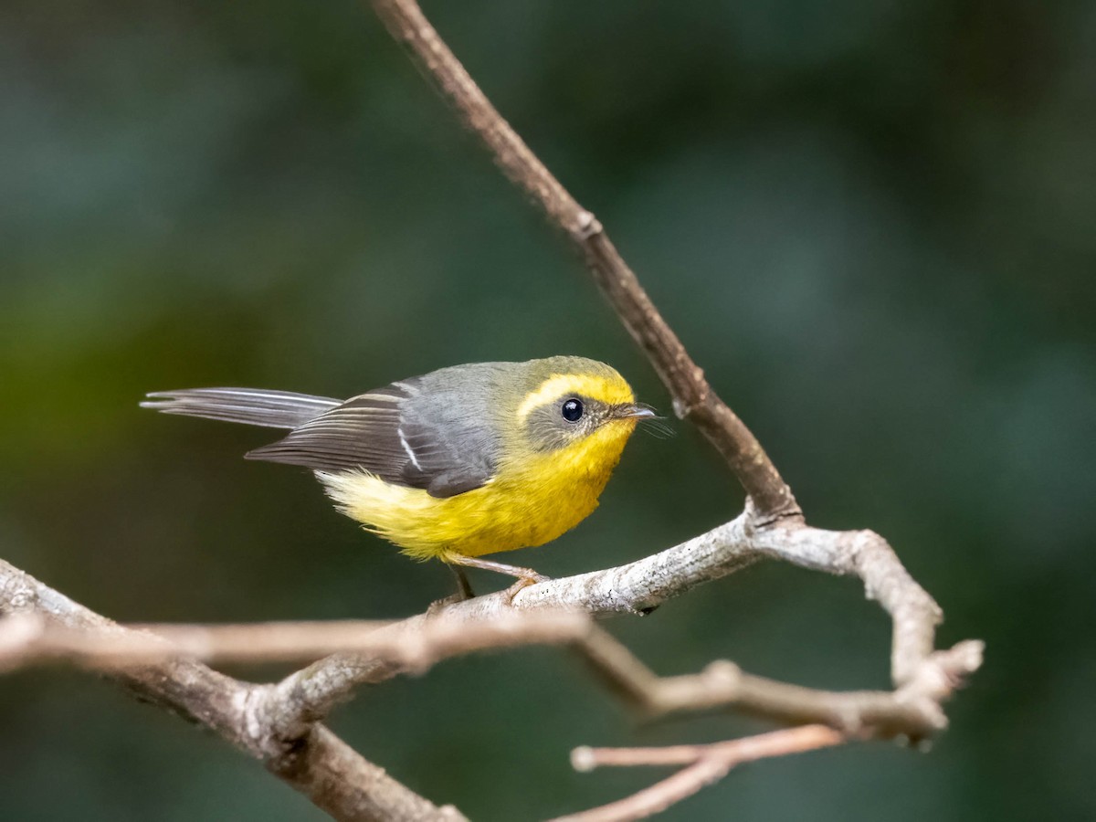 Yellow-bellied Fairy-Fantail - ML611904744