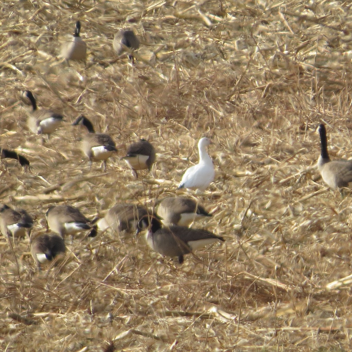 ハクガン - ML611904755