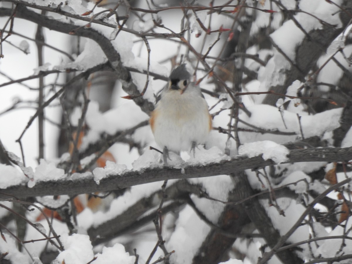 Tufted Titmouse - ML611904756