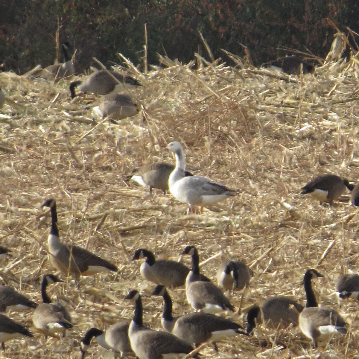 雑種 ハイイロガン ｘ カナダガン - ML611904774