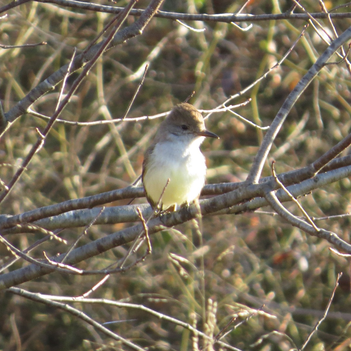 ハイノドヒタキモドキ - ML611904789