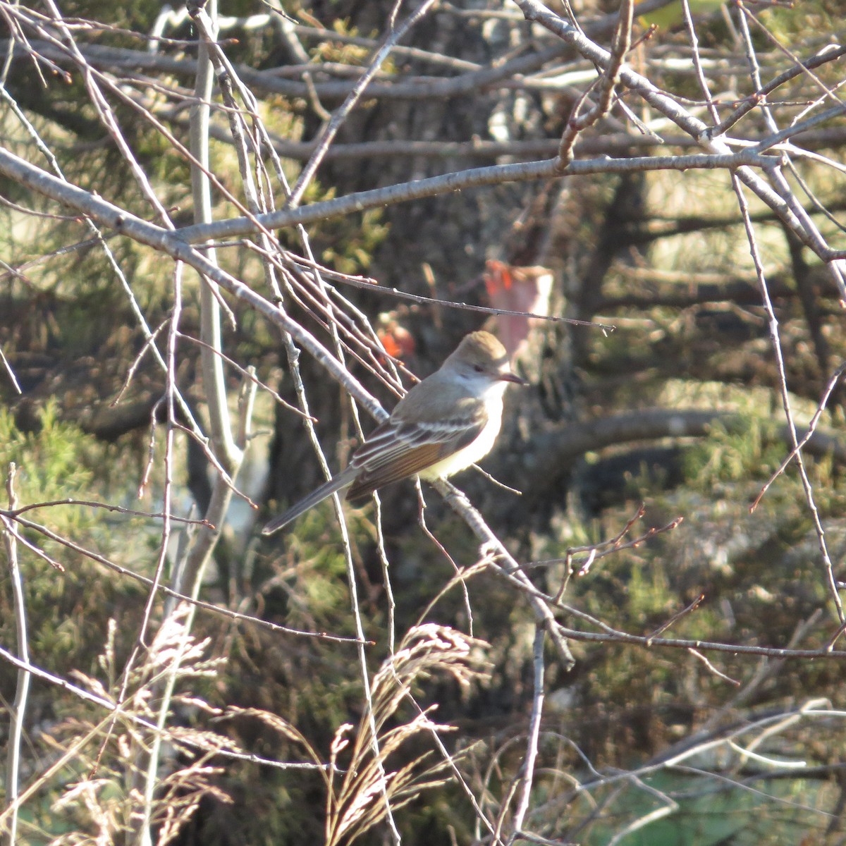 ハイノドヒタキモドキ - ML611904795