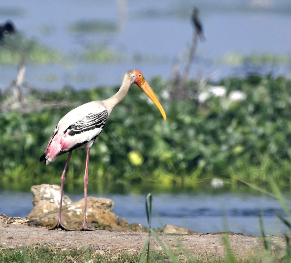 Painted Stork - ML611904826