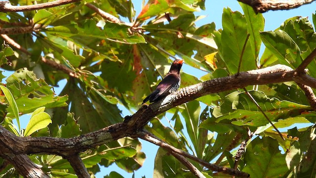 Violet Cuckoo - ML611904855