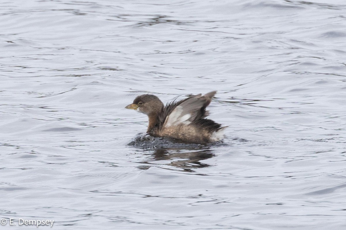 Pied-billed Grebe - ML611904961