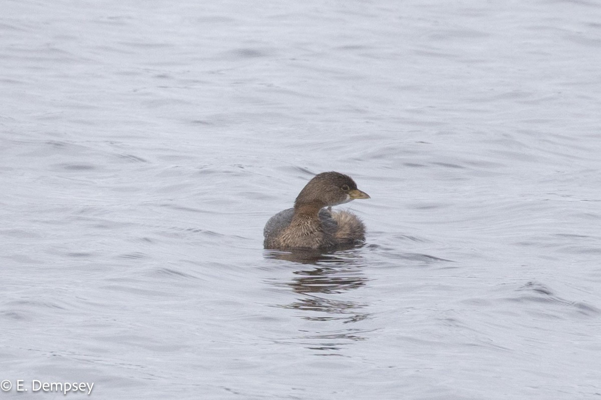 Pied-billed Grebe - ML611904967