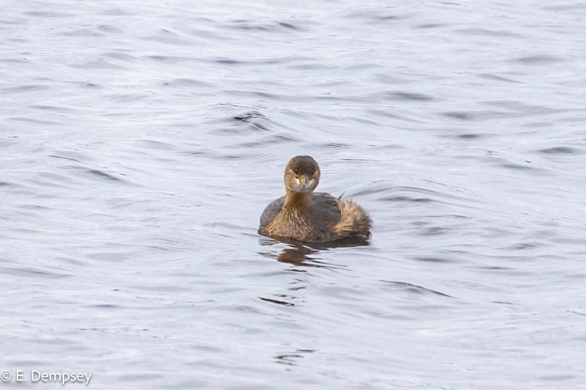 Pied-billed Grebe - ML611904969