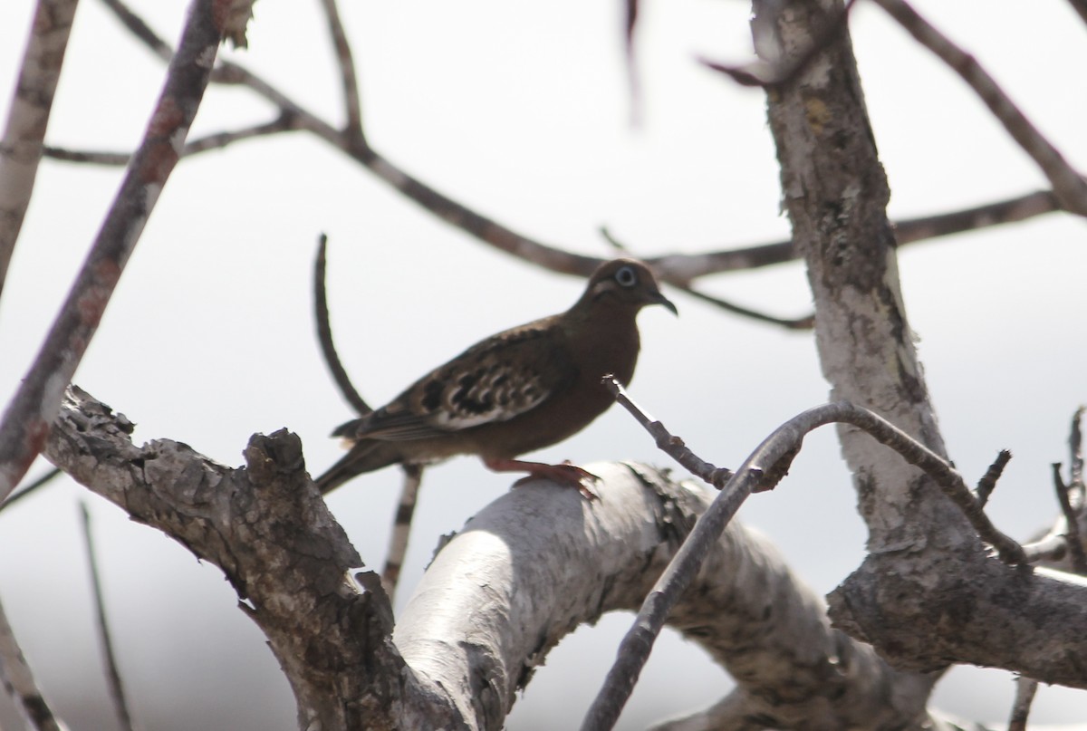 Galapagos Dove - ML611905021