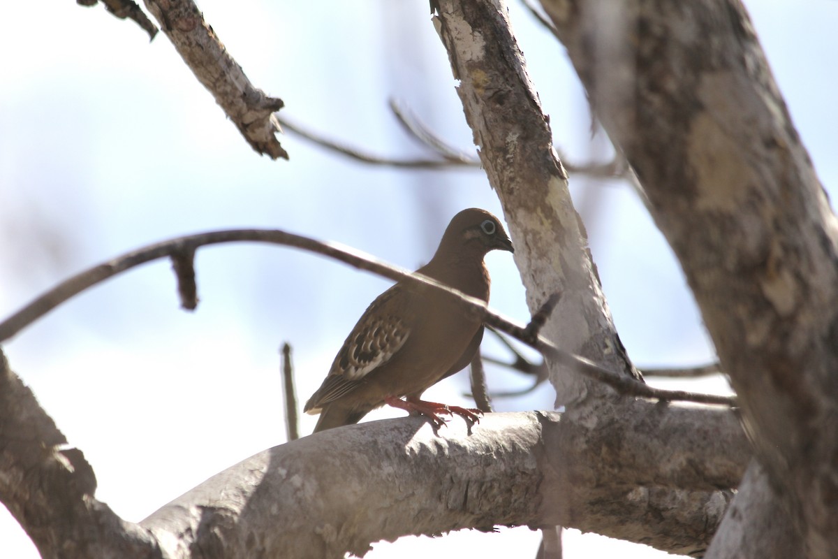 Galapagos Dove - ML611905022